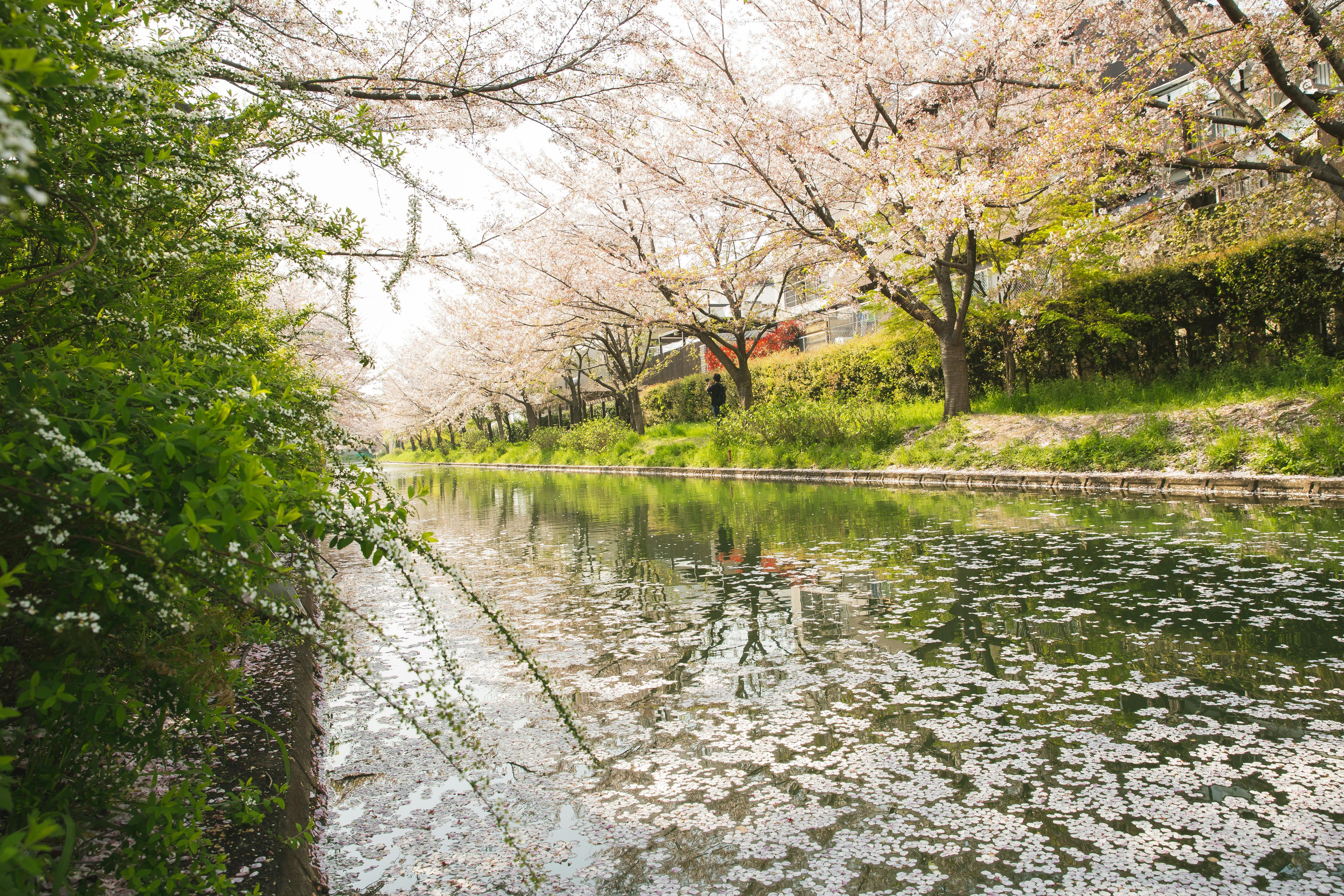 Pexels ryutaro 5473012