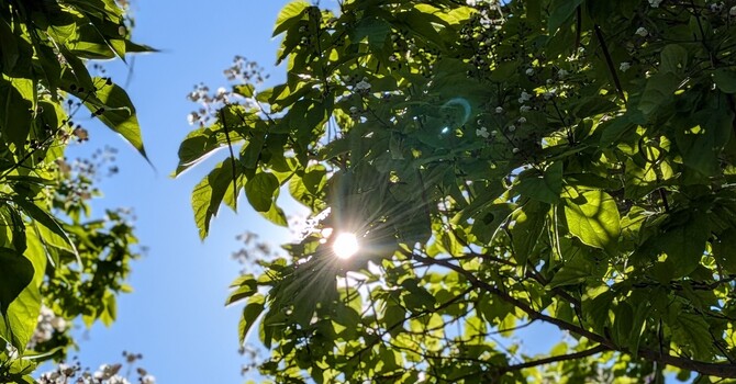 Healing in Nature